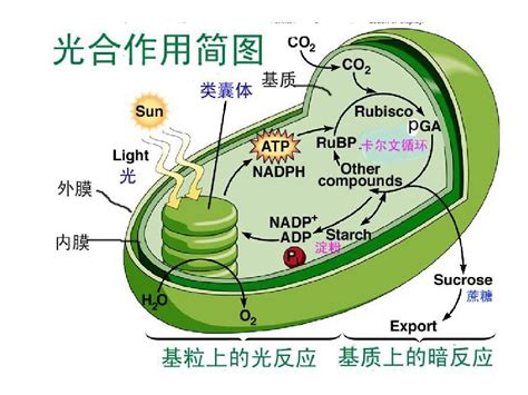 光合作用|光合作用早期工作机制破解